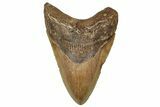 Fossil Megalodon Tooth - Huge NC Meg #328310-1